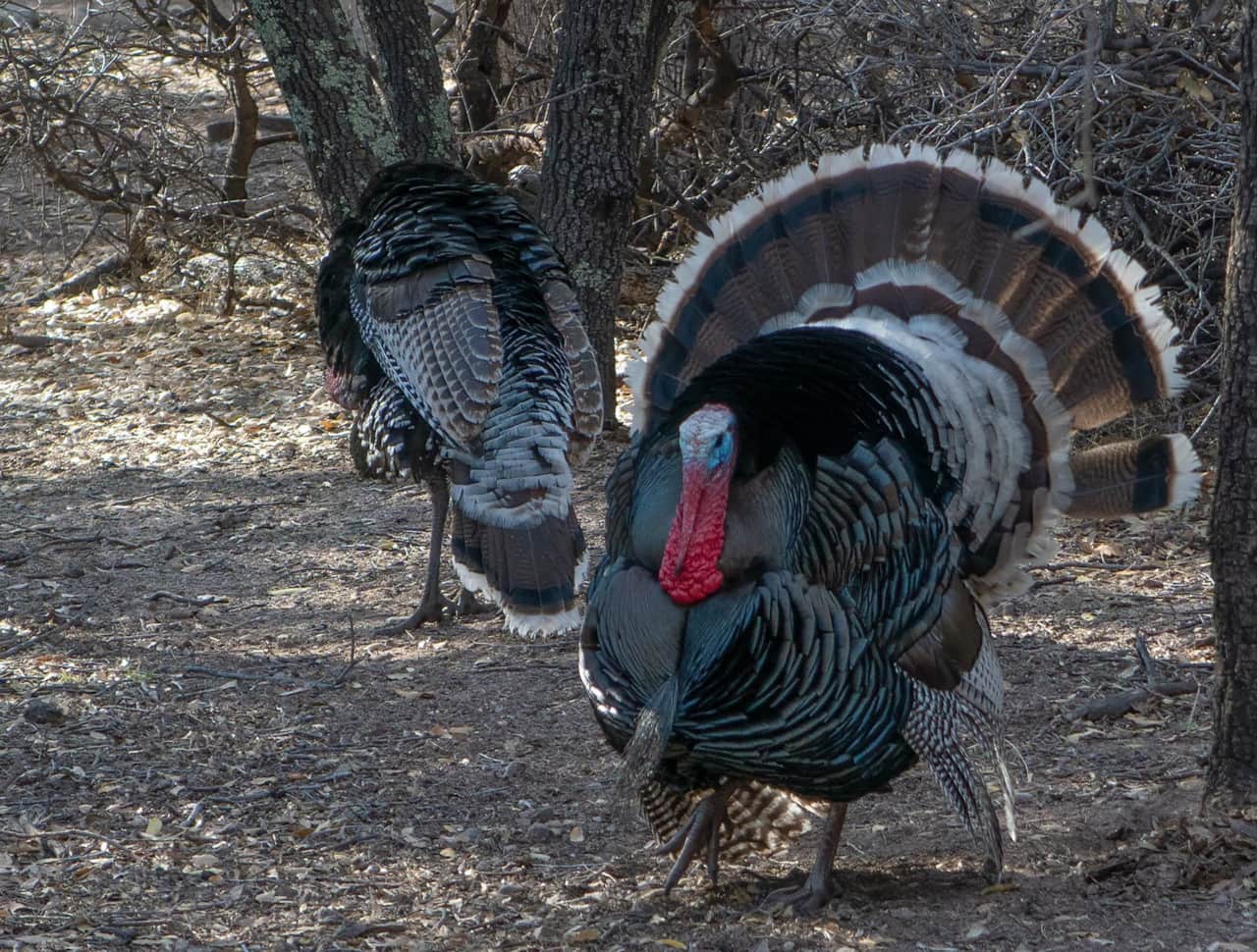 Goulds Turkeys