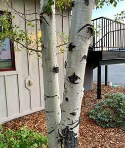 One of our several Aspen trees.