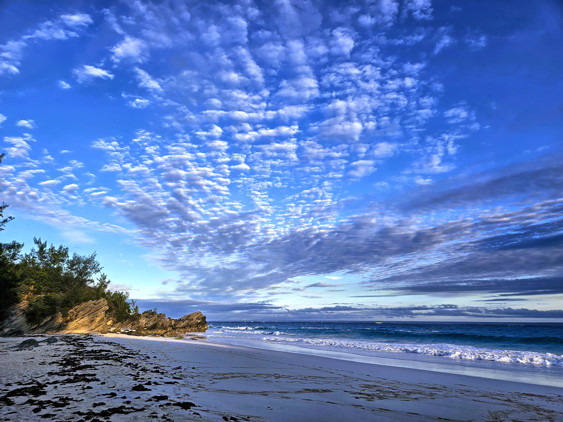 Sand Dollar photo 19