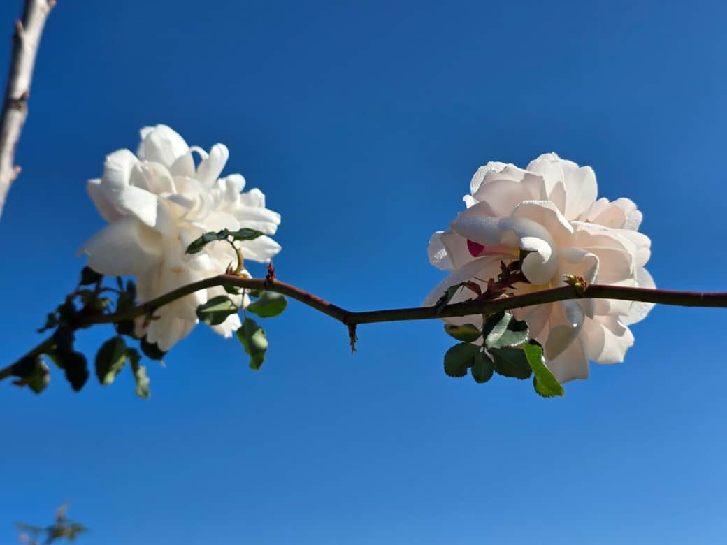 Clear blue skies frame Madame Alfred Carriere rose in spring. Clear blue skies frame Madame Alfred Carriere rose in spring.