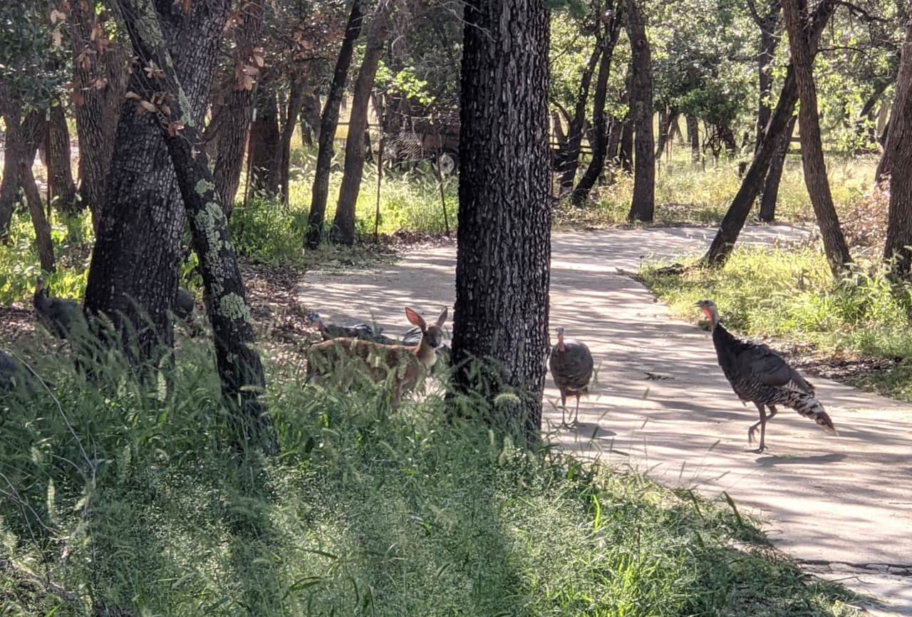 Deer and turkey walking along the main house driveway.