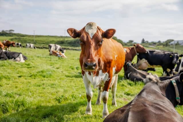 Dairy cows at Sgriob-ruadh Farm, home of Isle of Mull Cheese