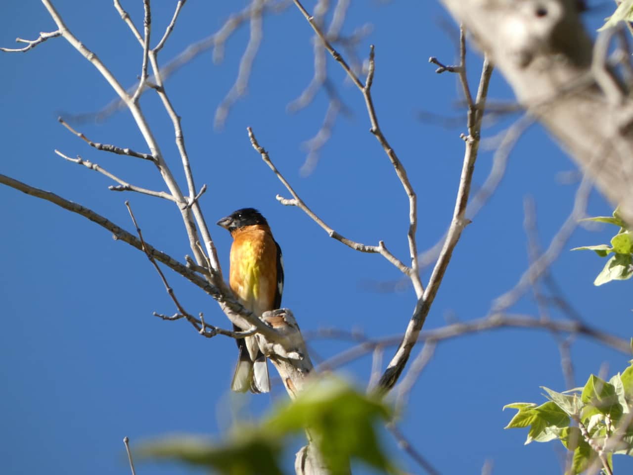 Black Headed Grosbeak