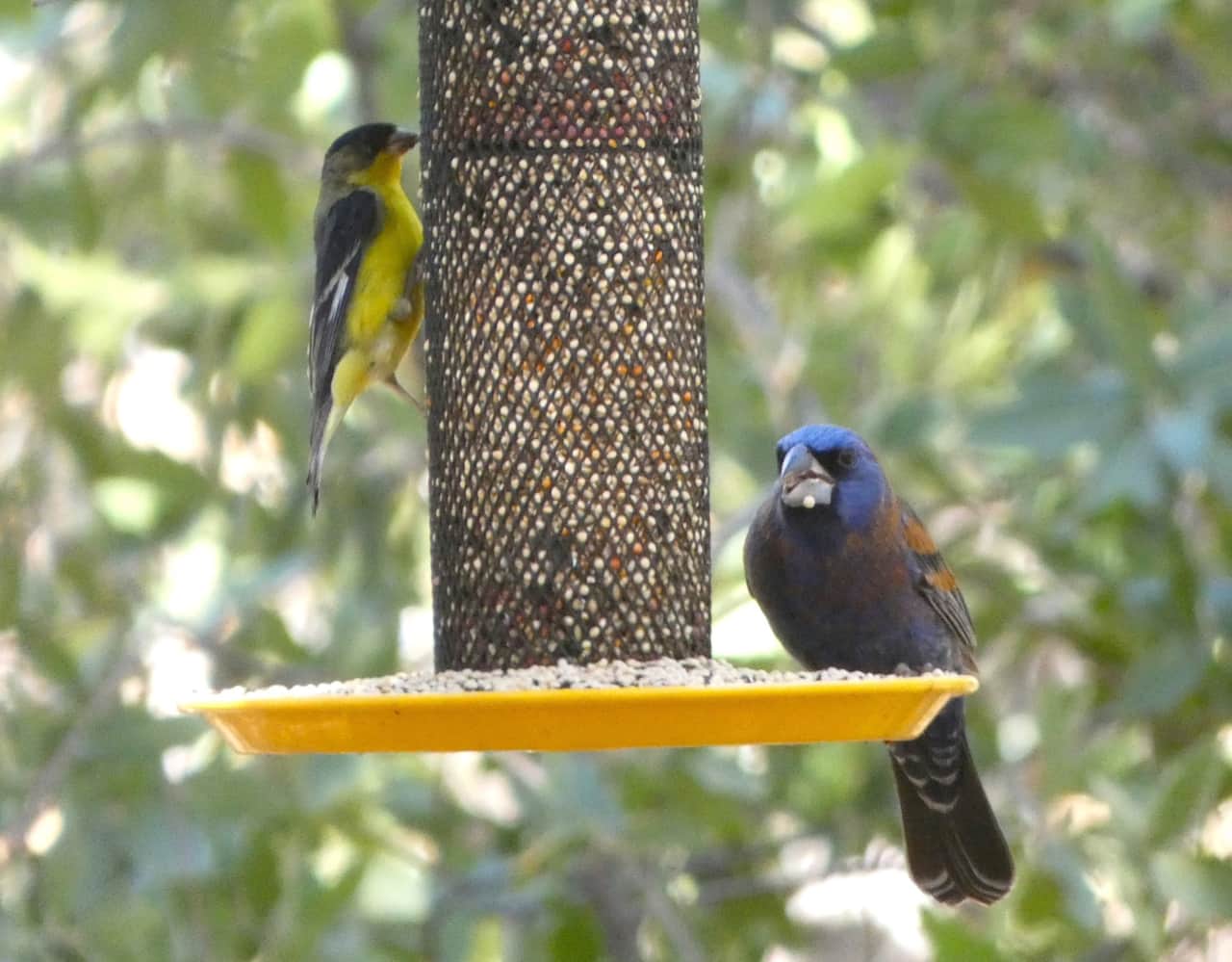 Blue Headed Grosbeak sharing some millet with a Lesser Goldfinch.