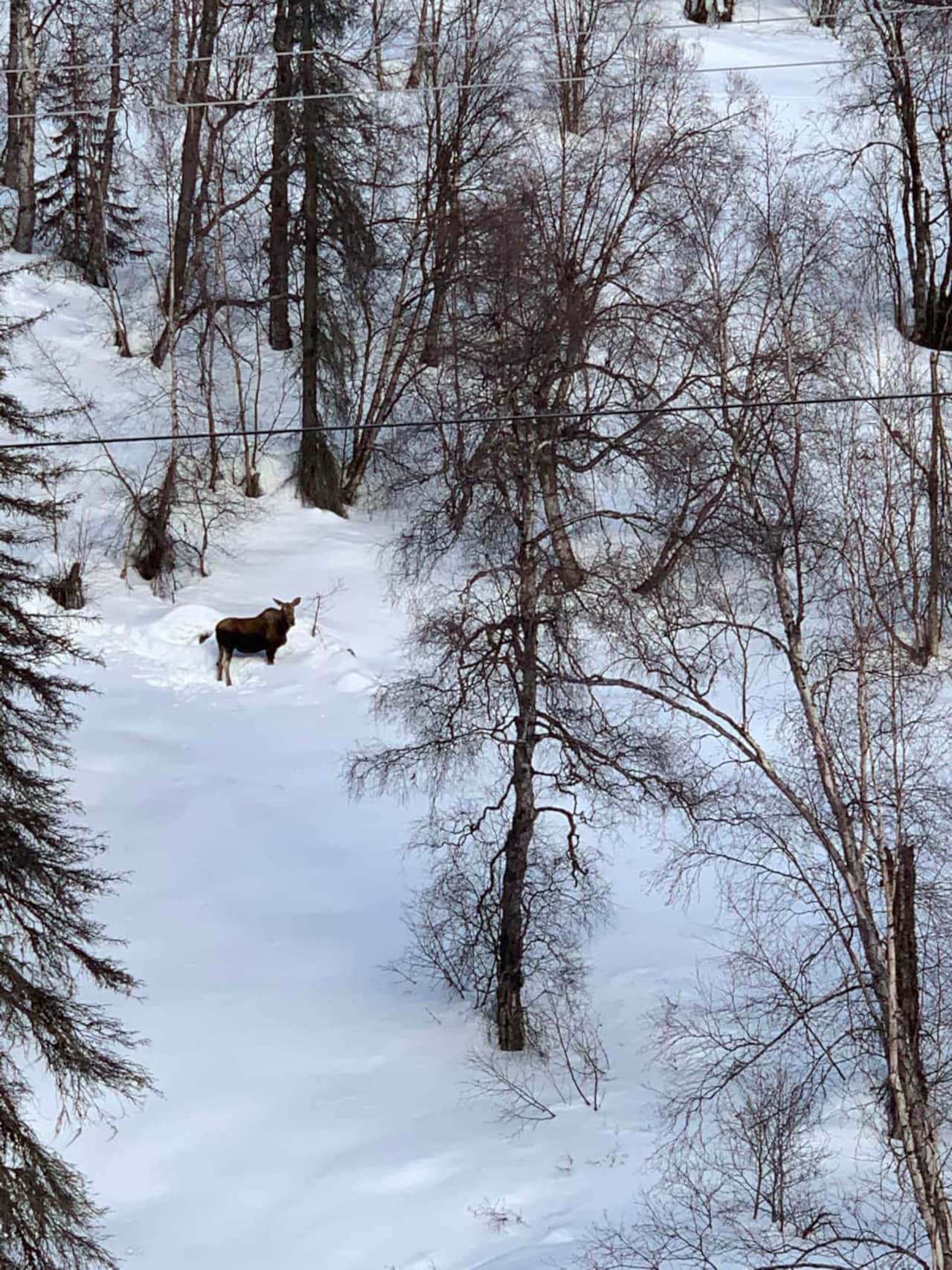 wildlife