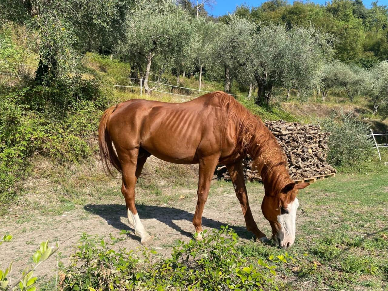 Horse
