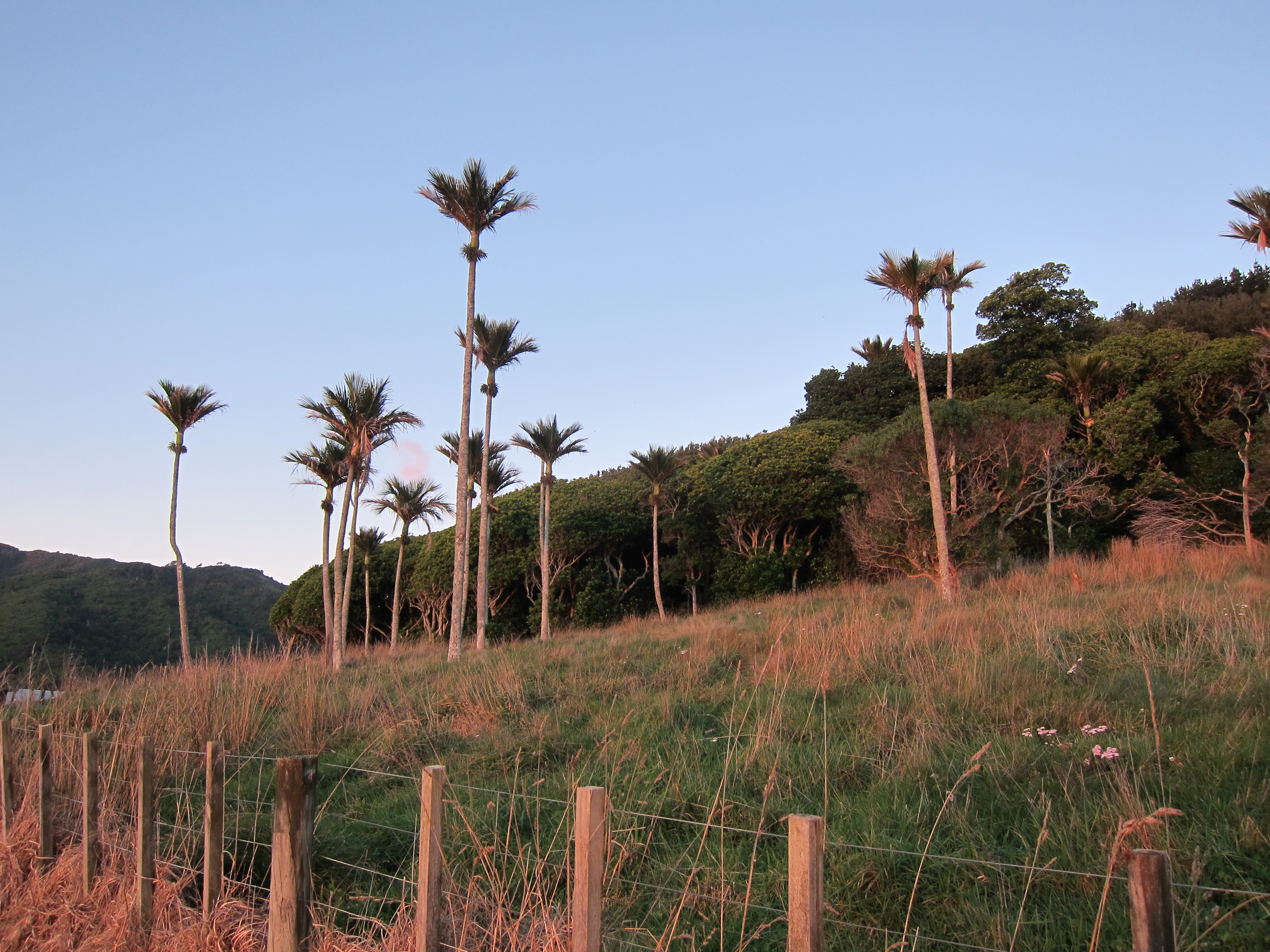 Nikau stand in the QE2 protected property at the rear of Aston Road Villa