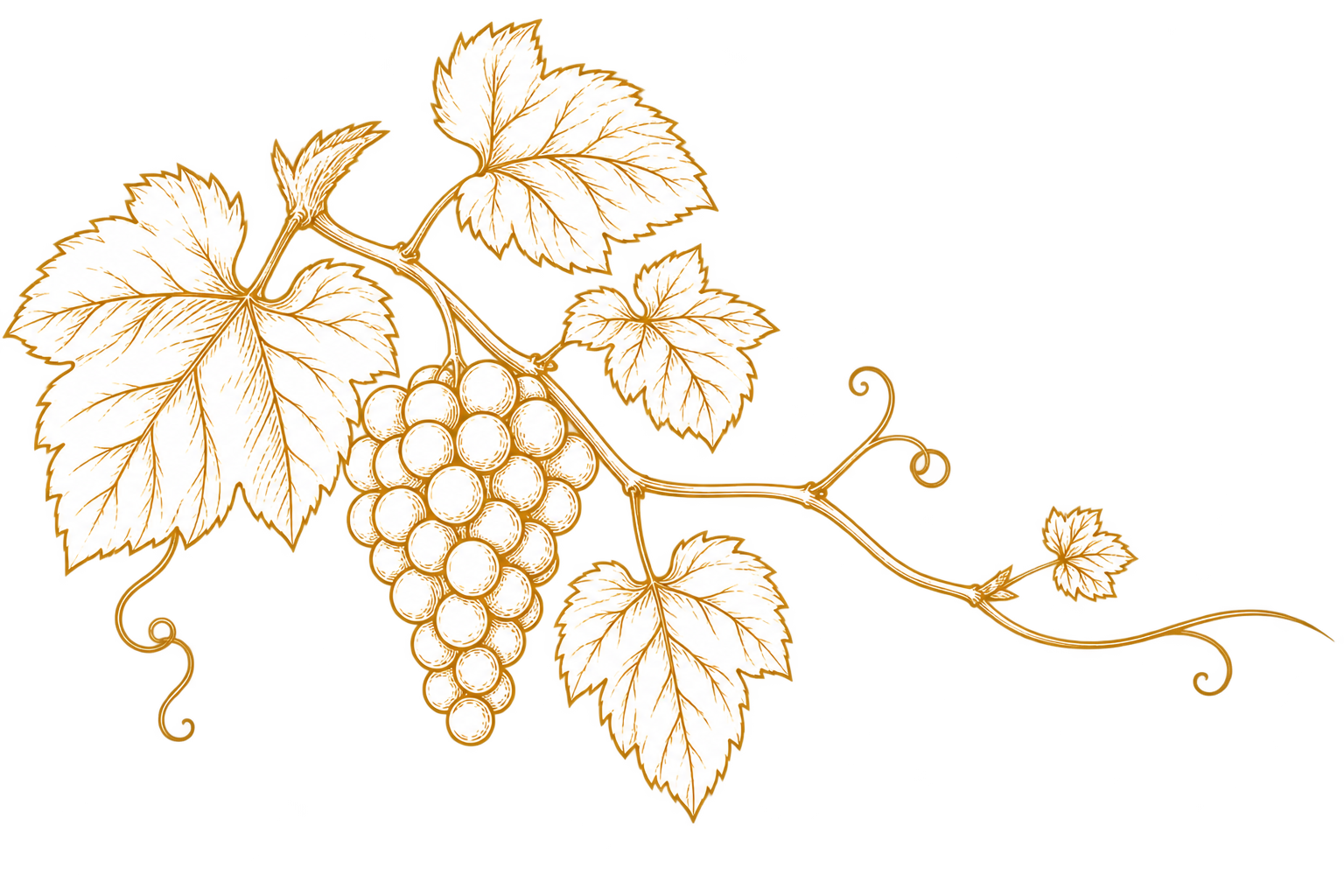 Golden line illustration of grapes and vine leaves
