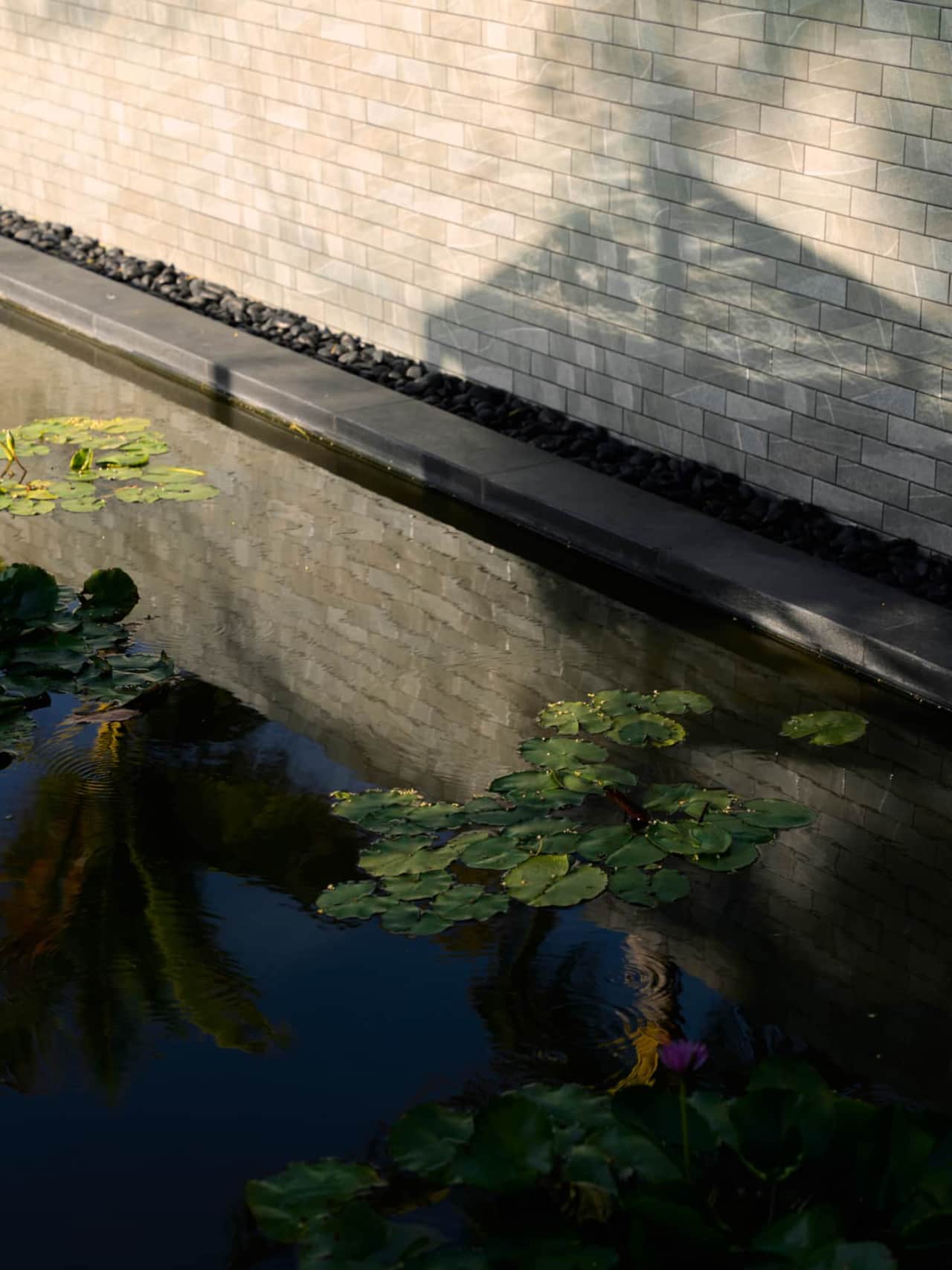 The Lotus Pond
