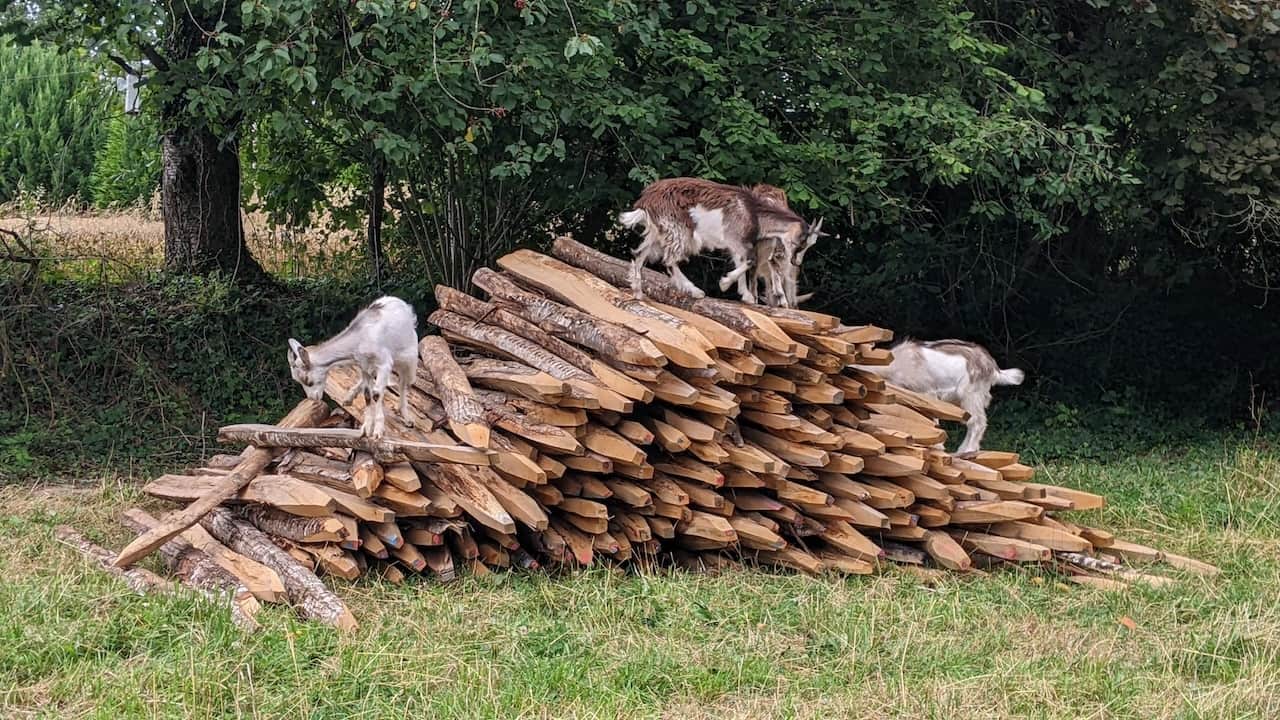 03 les chevrettes adorent les ballades en foret.jpg