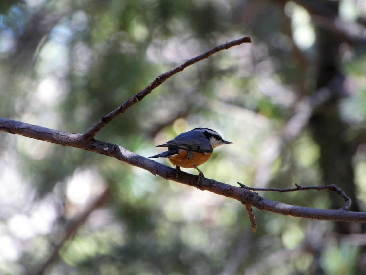 Red Breasted Nuthatch