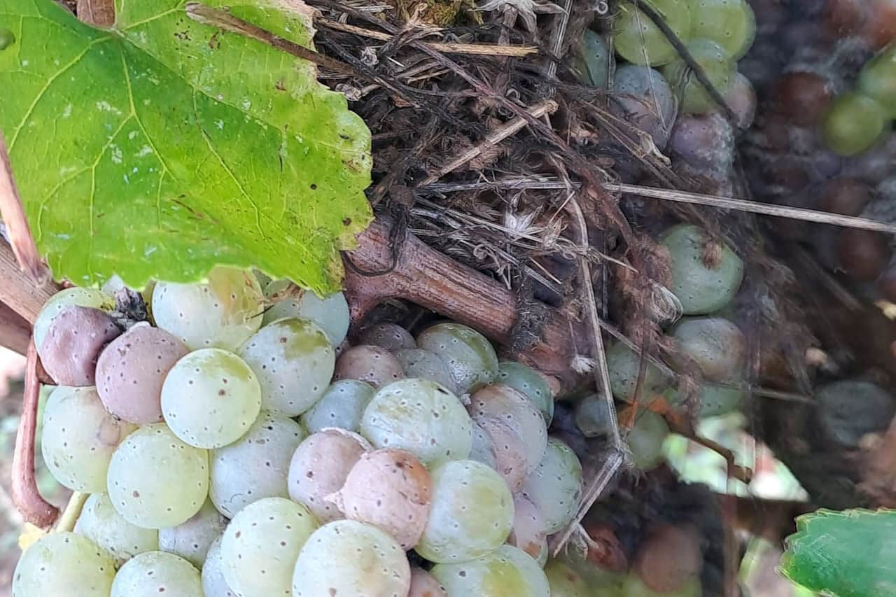 Orvieto Classico Grapes