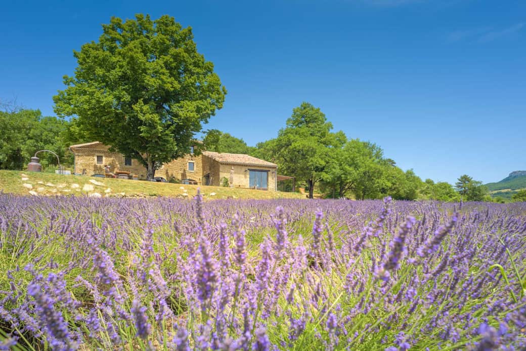 Vue des champs de lavande Vue des champs de lavande