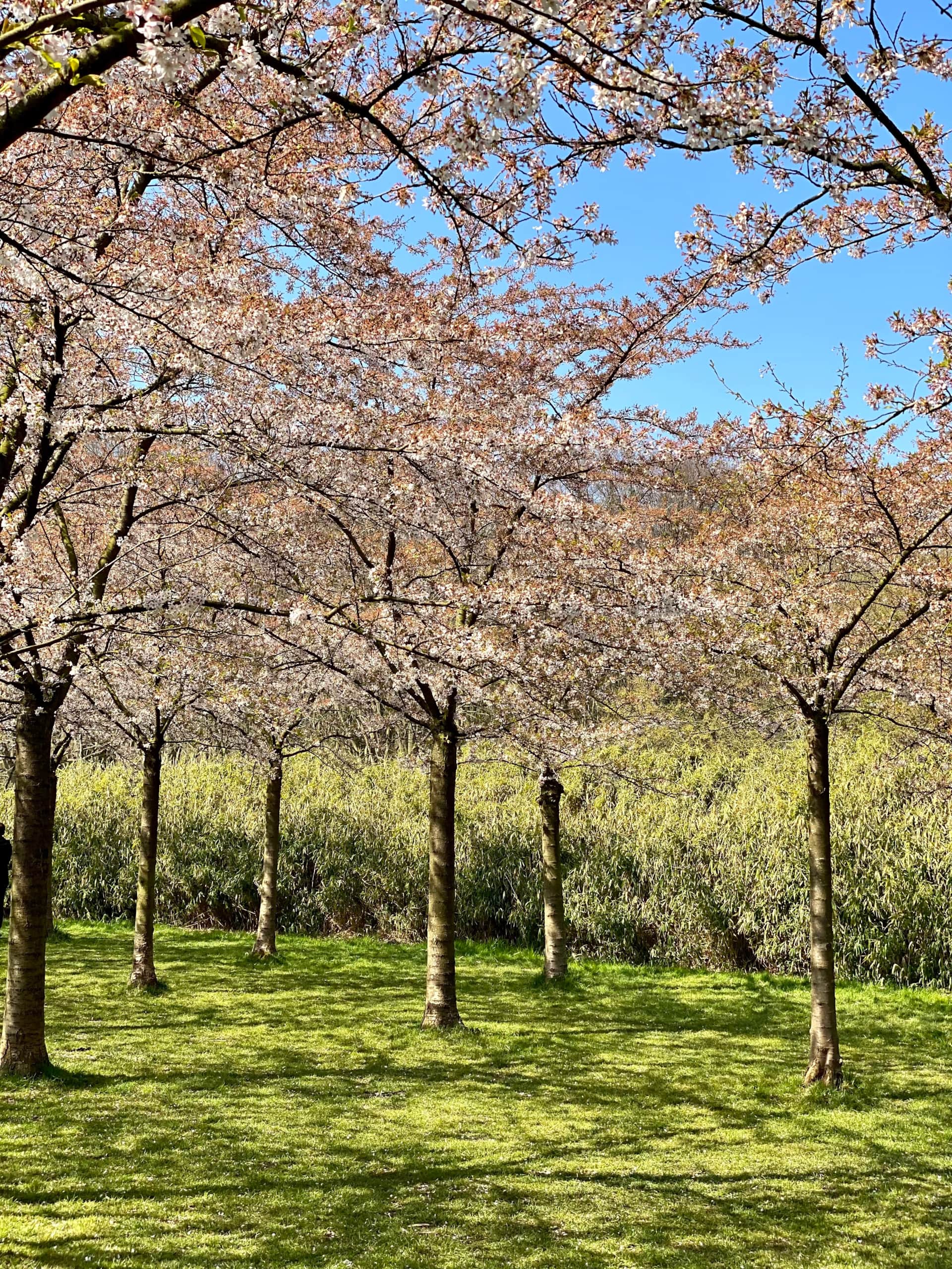 Lentebloesem en natuur in de buurt van Amsterdam