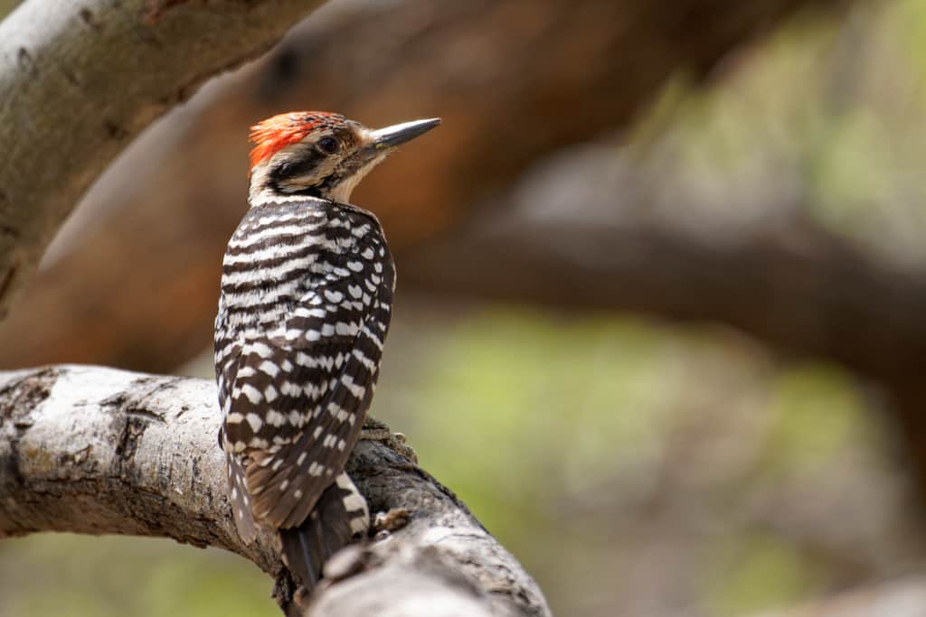 Ladder Backed Woodpecker