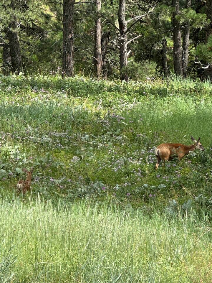 Deer visitors in the backyard 🥰