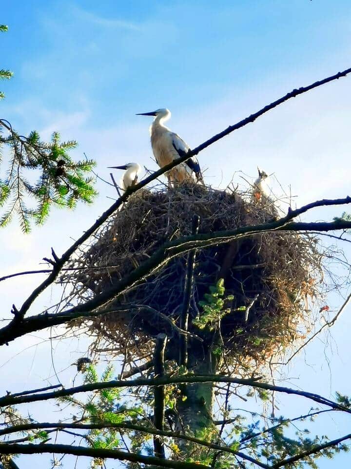 Unsere 3 Storchenbabies Unsere 3 Storchenbabies