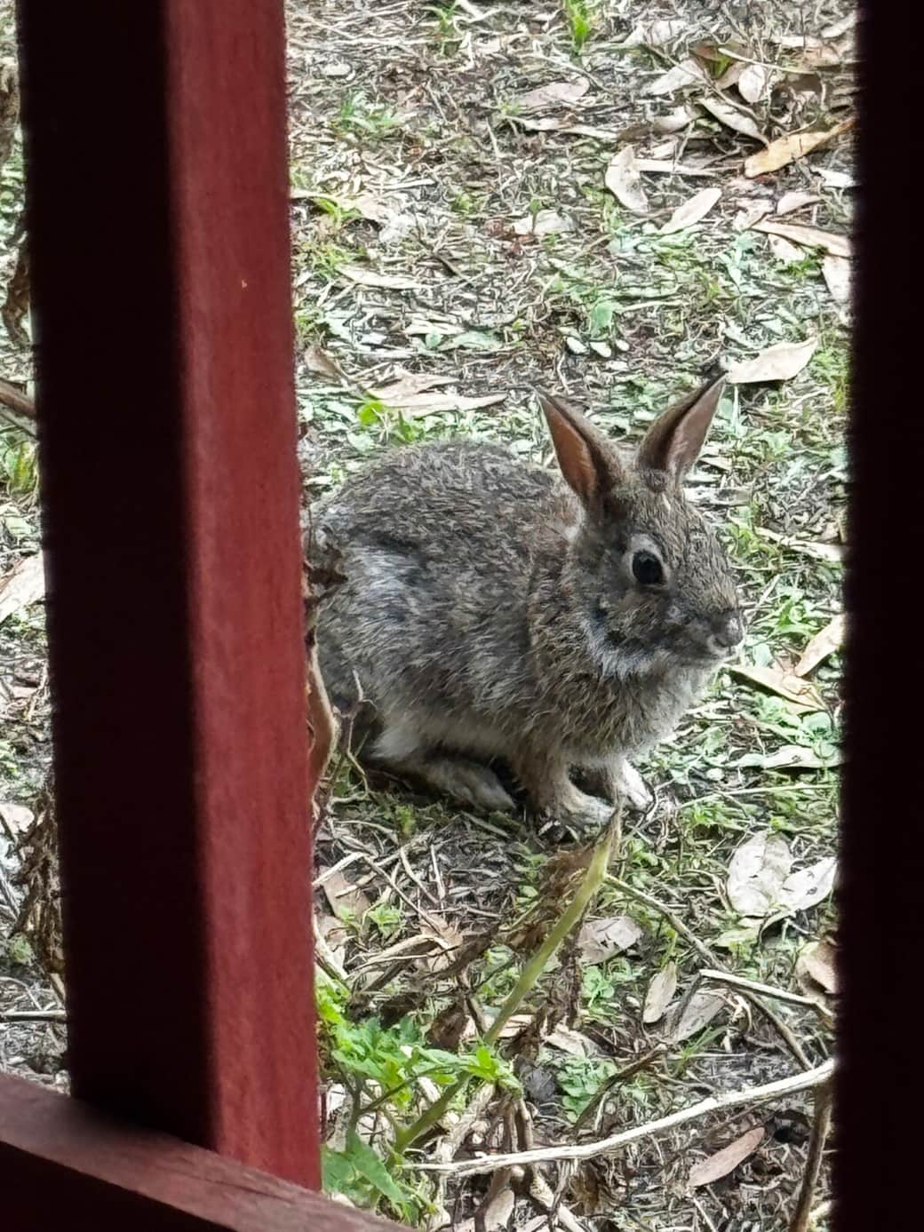 Rabbits are visible daily-especially at dusk.