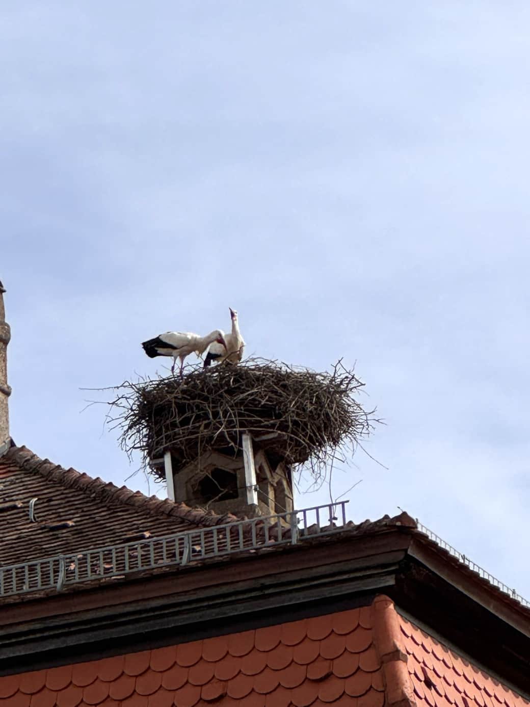 Storchennest