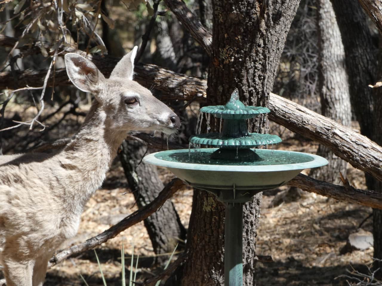 Coues Whitetail Deer having a drink in the Bird Garden.