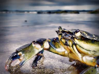 Crab Haven