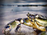 Crab Haven