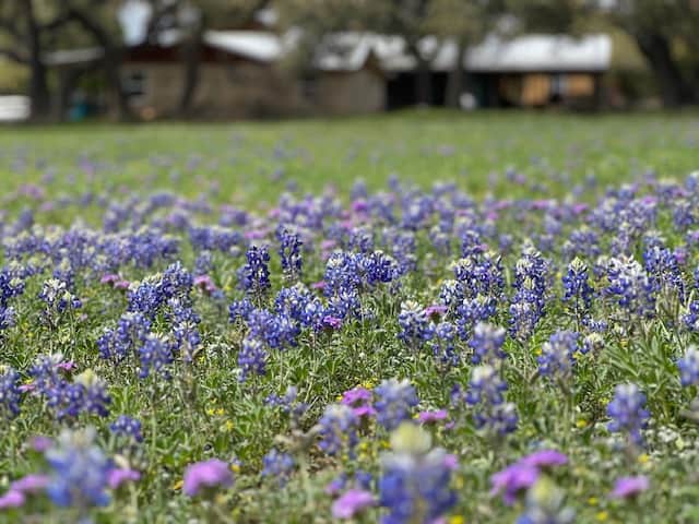 Bluebonnet Season