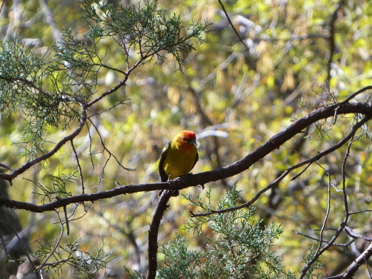 Western Tanager