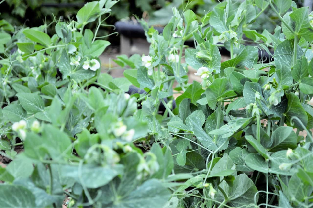 Peas flowering