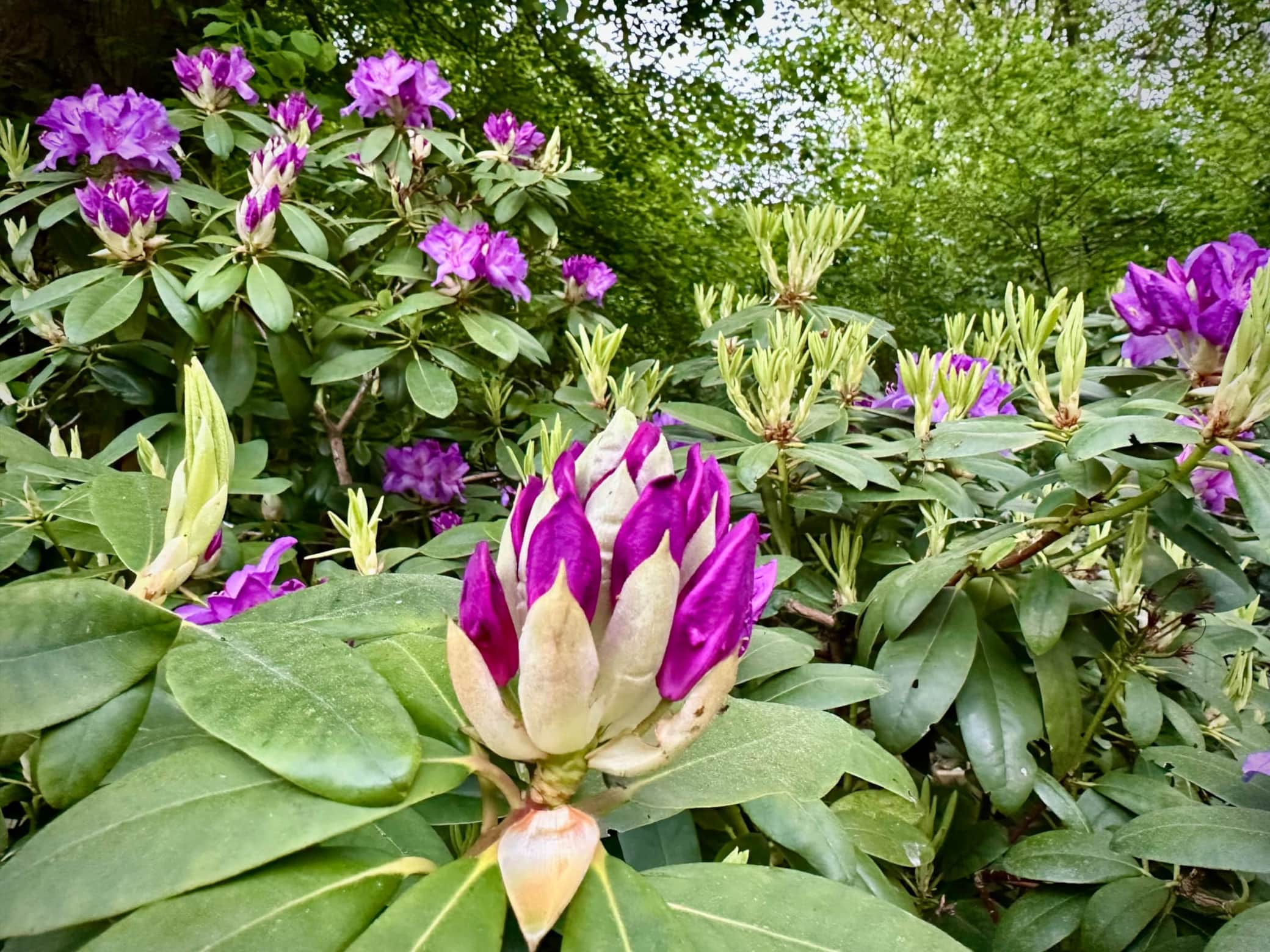 https://l.icdbcdn.com/oh/a2b4c14c-48b9-4cfe-a131-e56ba1b693d5.jpg?w=2080-2