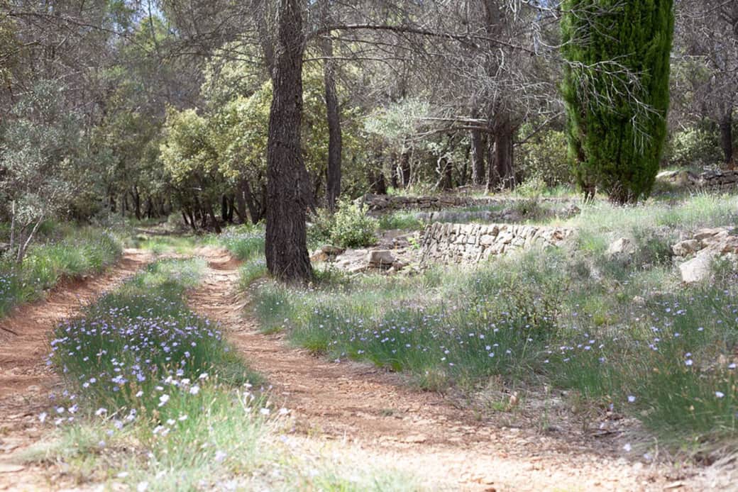 Une partie du chemin, au printemps, parsemé d'aphyllanthes de Montpellier Une partie du chemin, au printemps, parsemé d'aphyllanthes de Montpellier