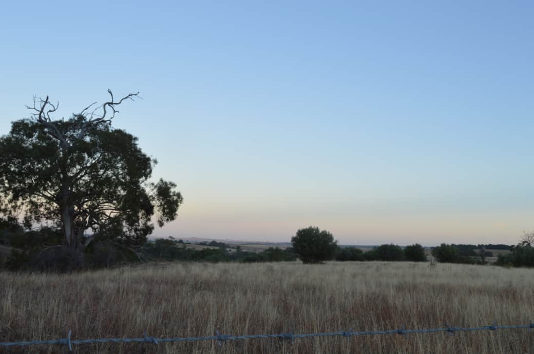 View of grazing fields from the Altona Forest Reserve