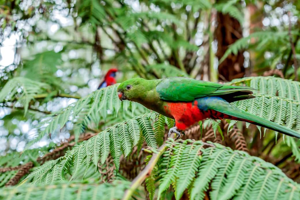 King Parrots are regular visitors to the cottage