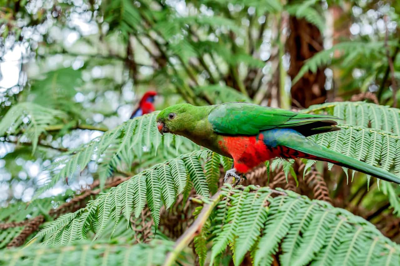 King Parrots are regular visitors to the cottage