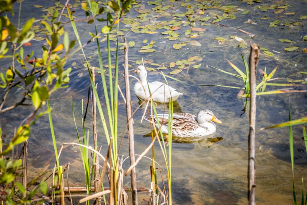 Resident Ducks