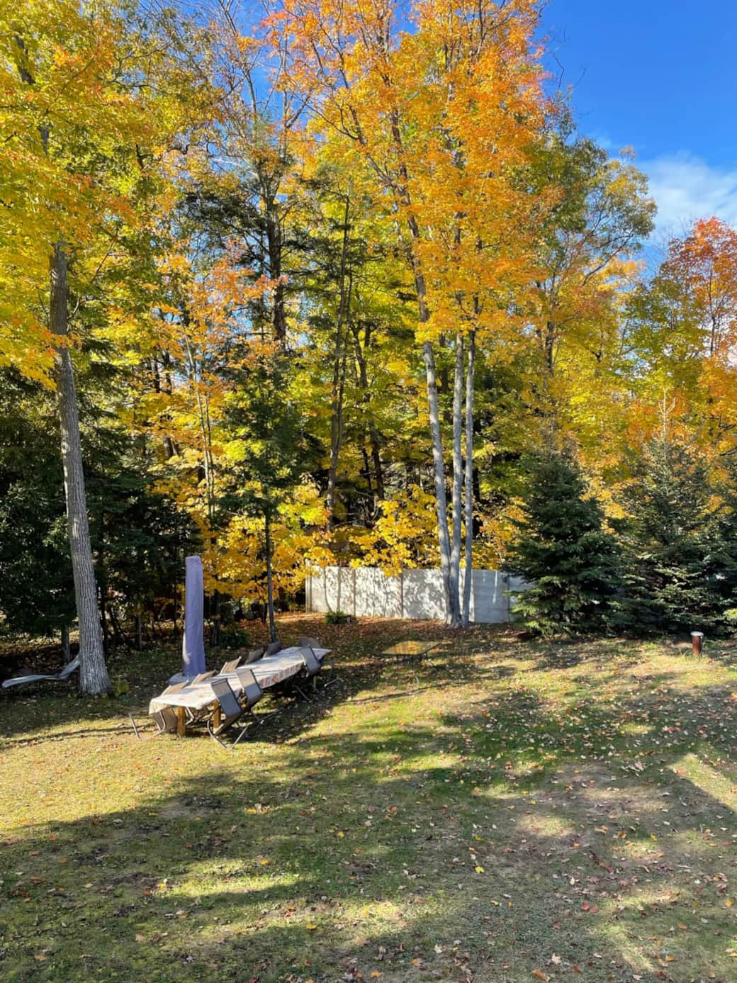 Autumn in the Back Yard