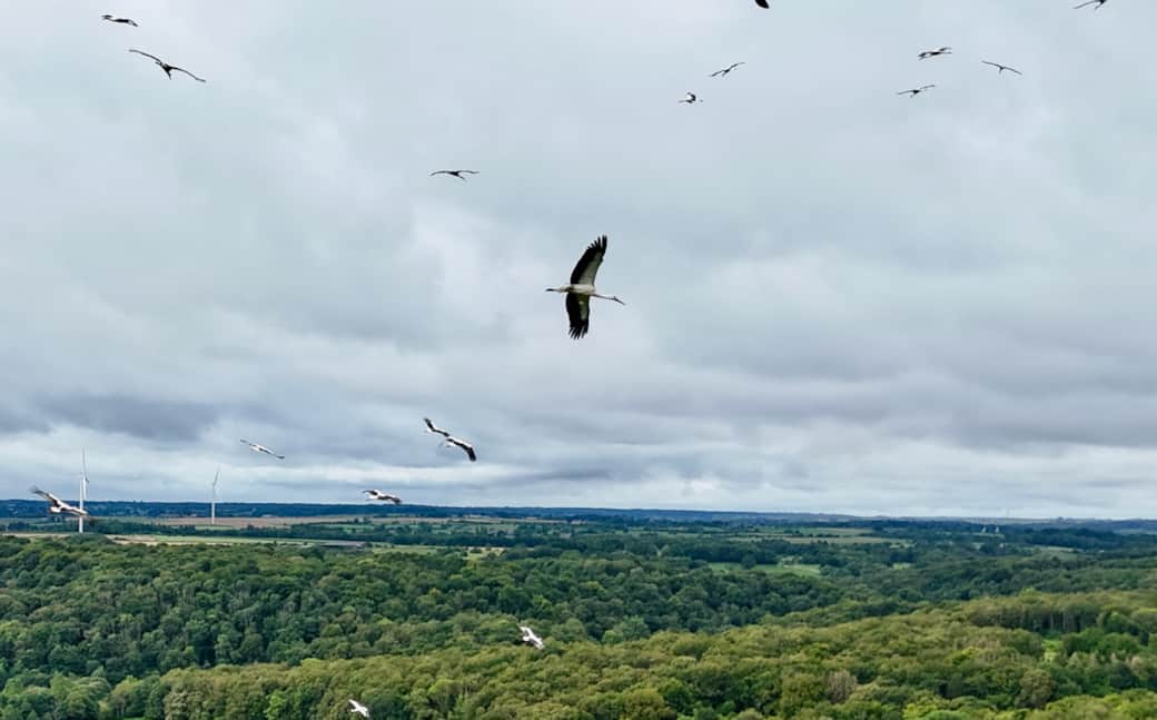 Dji fly 20240817 111954 0010 1723890096753 photo
