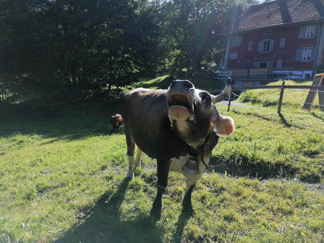 Die Nachbarschaft im Ballenberg