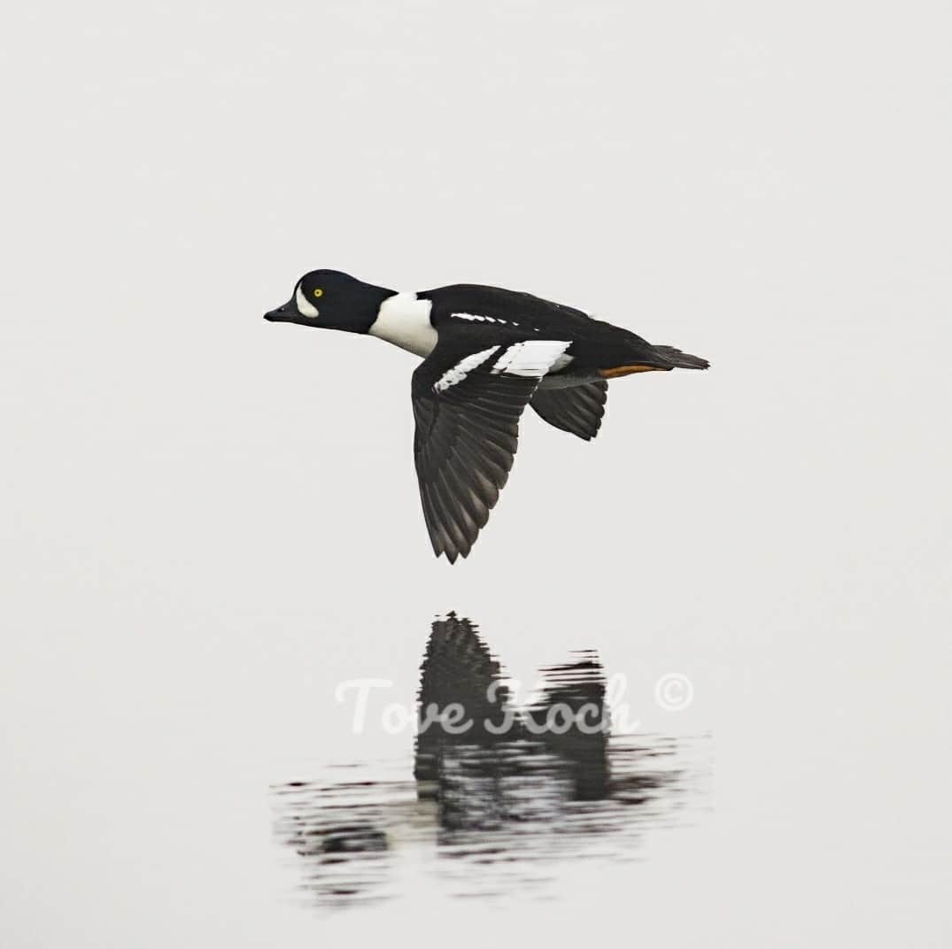 "Barrow's Goldeneye"