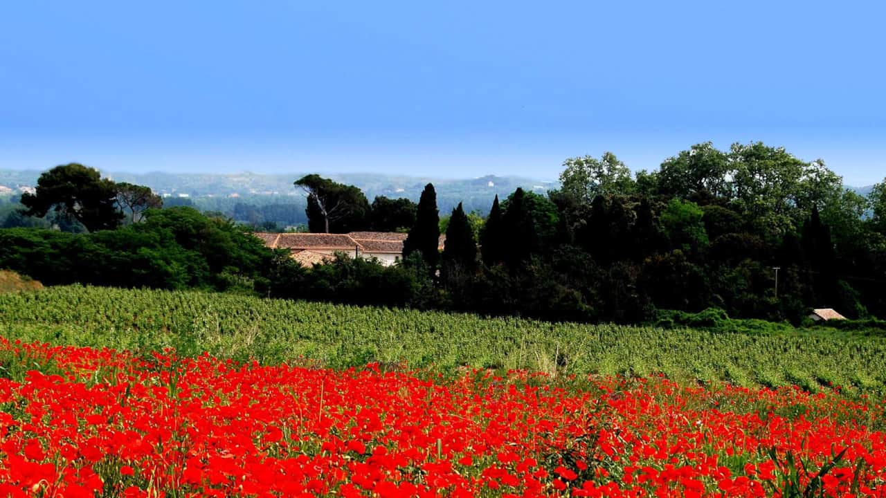 Domaine Saint Ferreol Estate & Vines