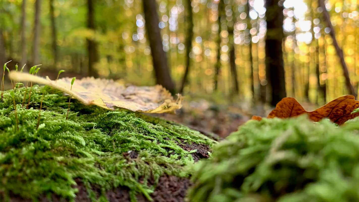 Wälder zum Entdecken Wälder zum Entdecken