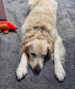 Max, our friendly Golden Retriever lives in the house.