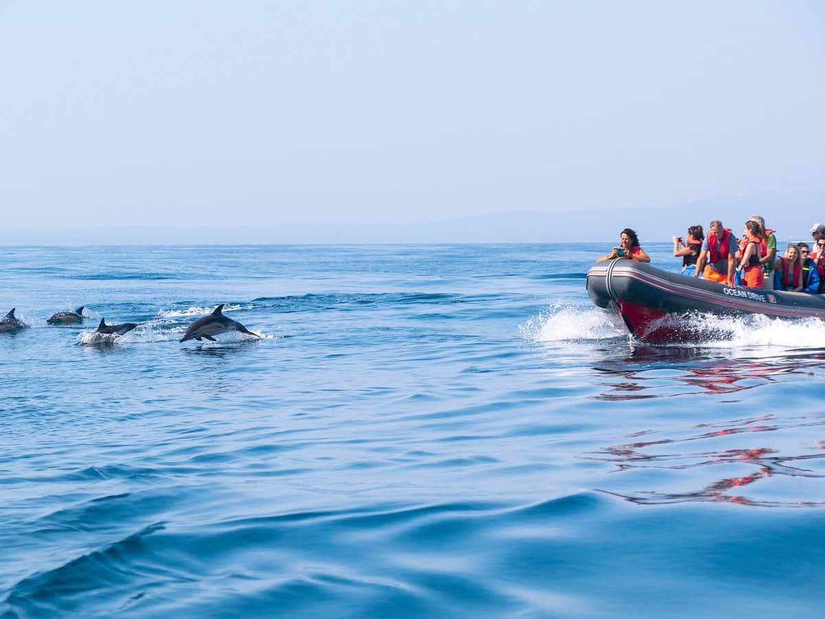 Avistamiento de delfines