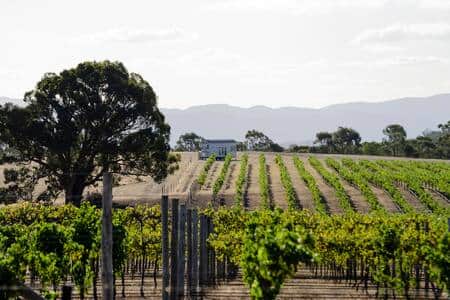 Hounds Run Vineyard Tiny House on Wheels in early summer
