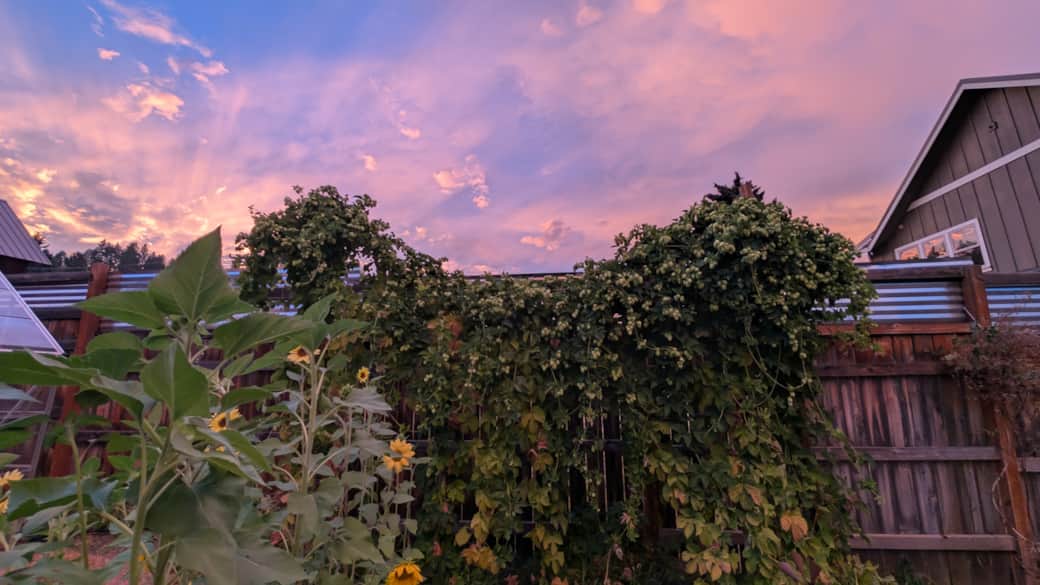Even the garden gets in on the sunset show.