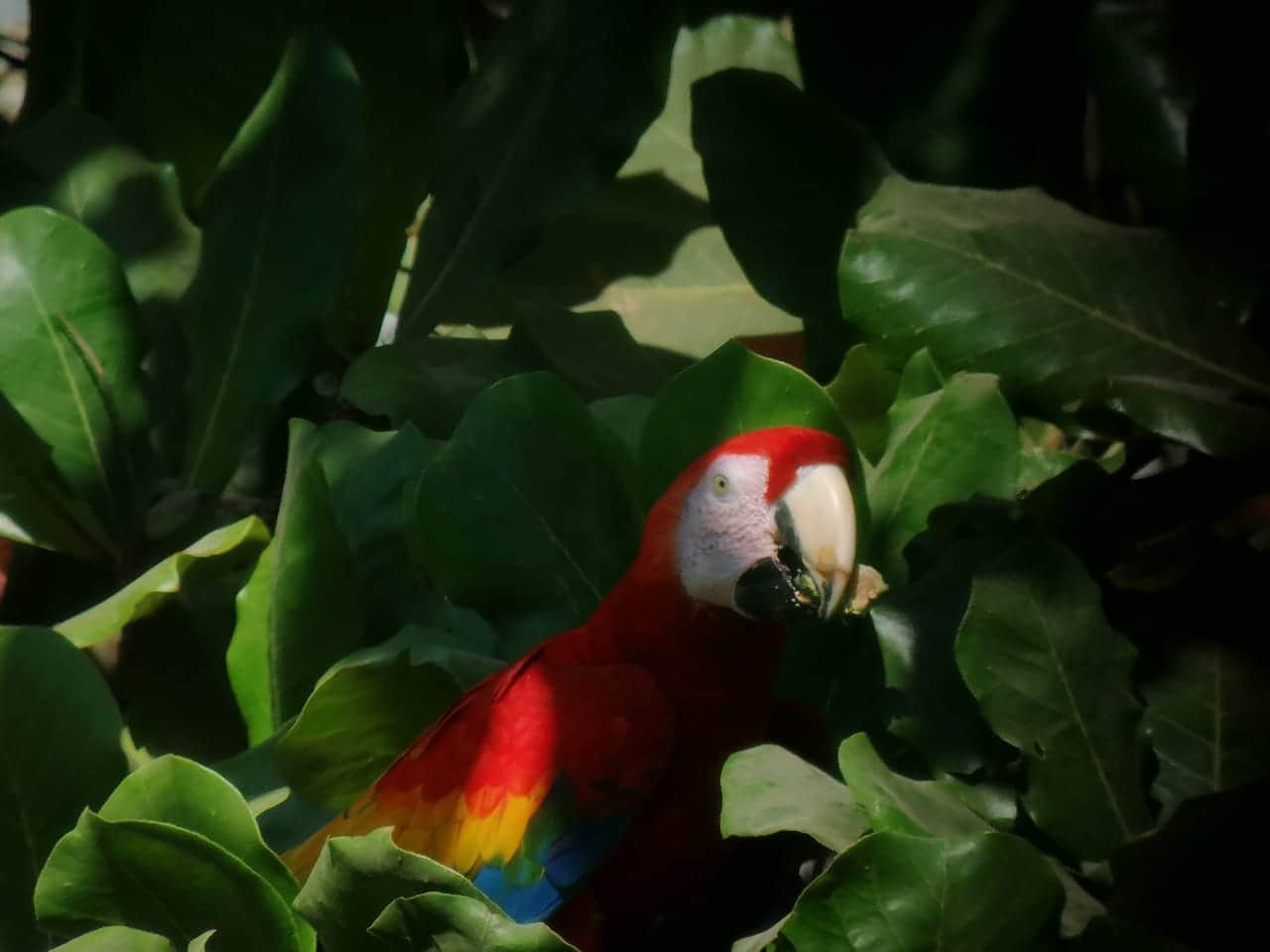 Manuel Antonio National Park