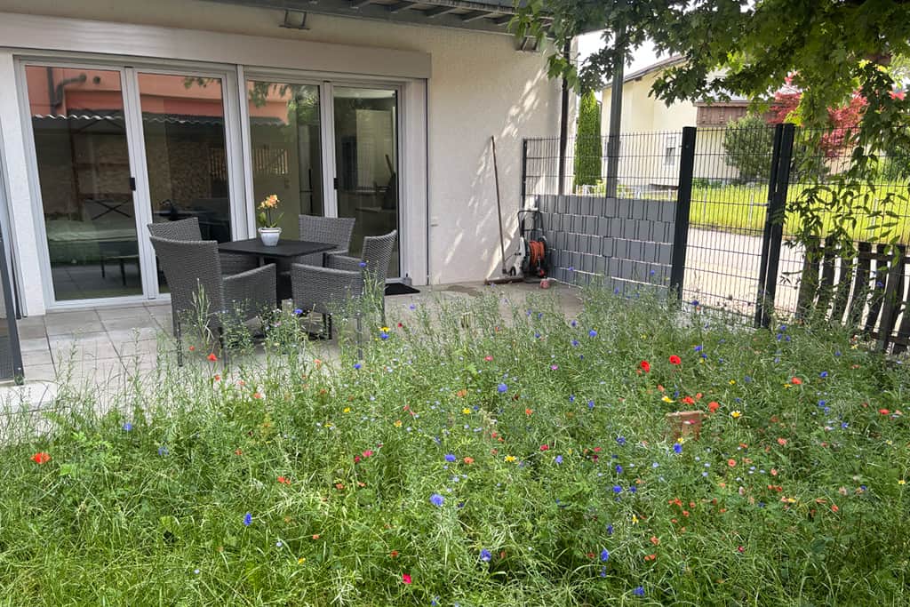 Sommerliche bunte Blumen-Wiese