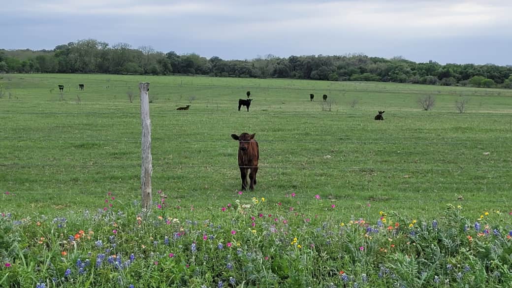 Around Town - Curious Calf