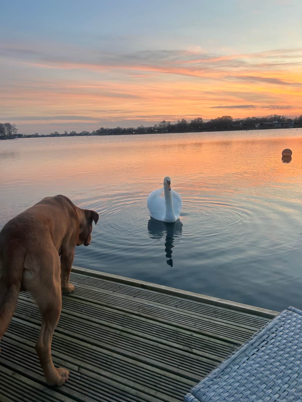 Feed the wildlife on our bottom Decking area