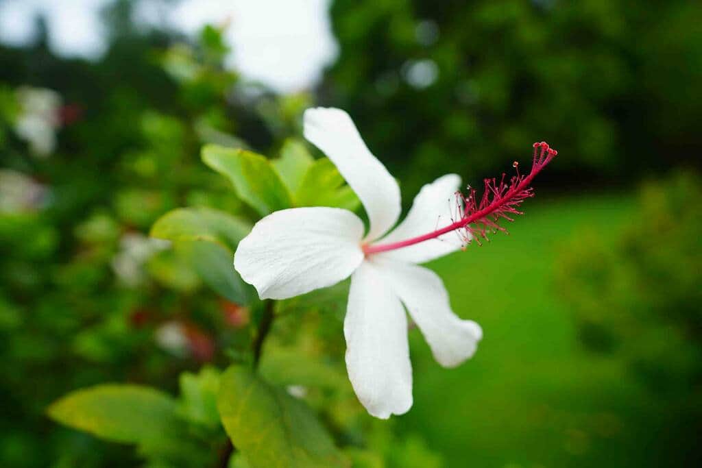 Hibiscus flowers blooming right outside the French doors with steps to the garden Hibiscus flowers blooming right outside the French doors with steps to the garden